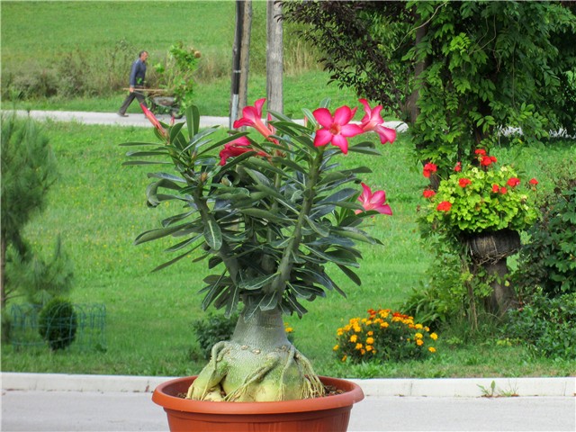 Adenium obesum