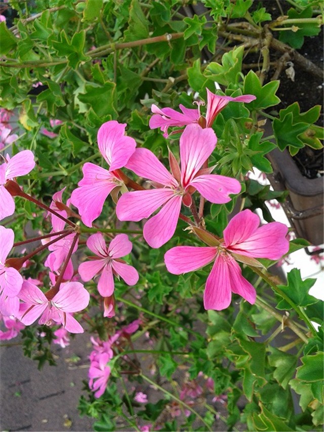 pelargonije