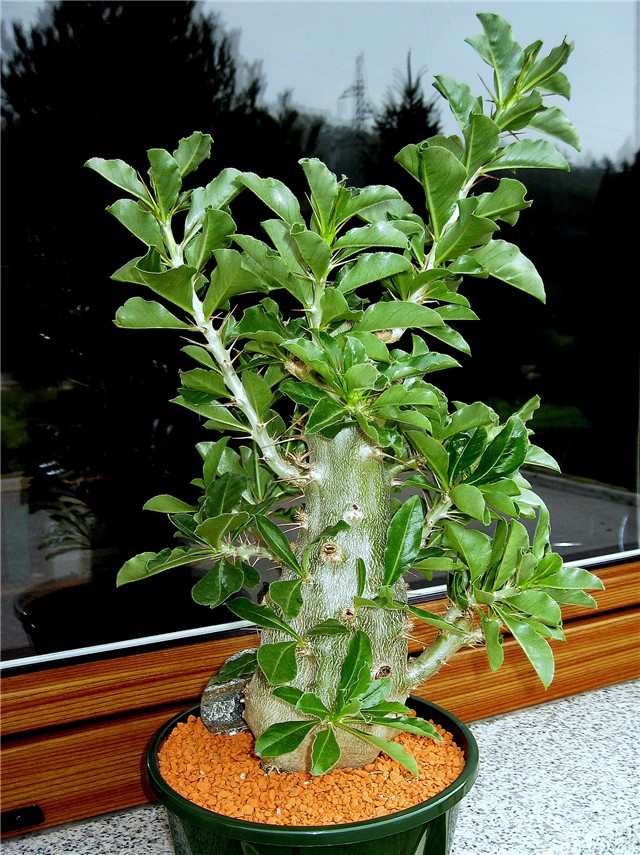 Pachypodium saundersii