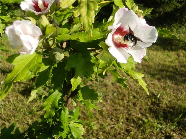 hibiskus