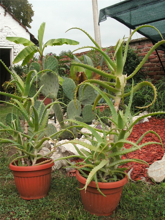 aloe arborescens