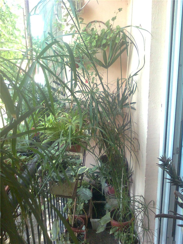 cyperus