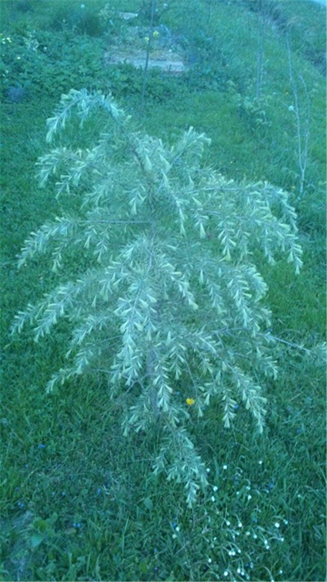 cedar s pupovima
