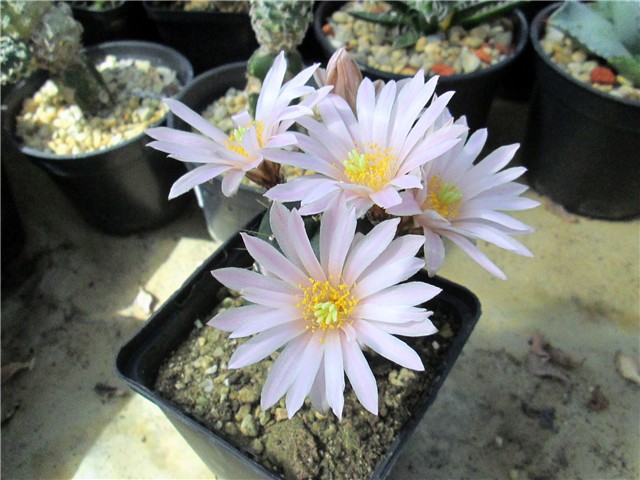 echinocereus knippelianus  kruegeri