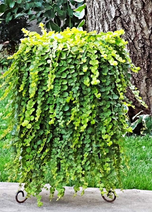 creeping jenny