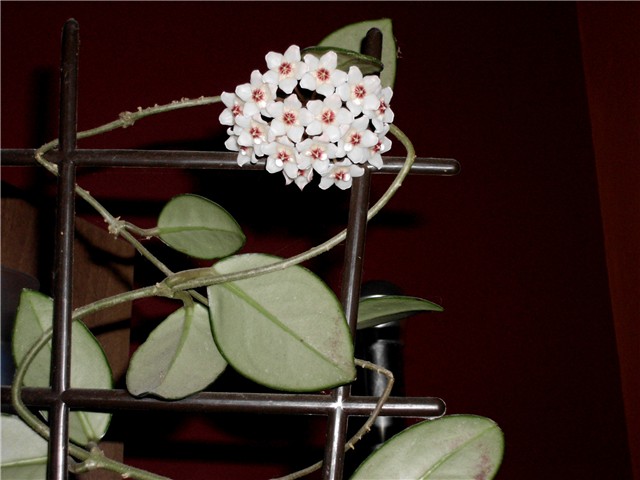 hoya2