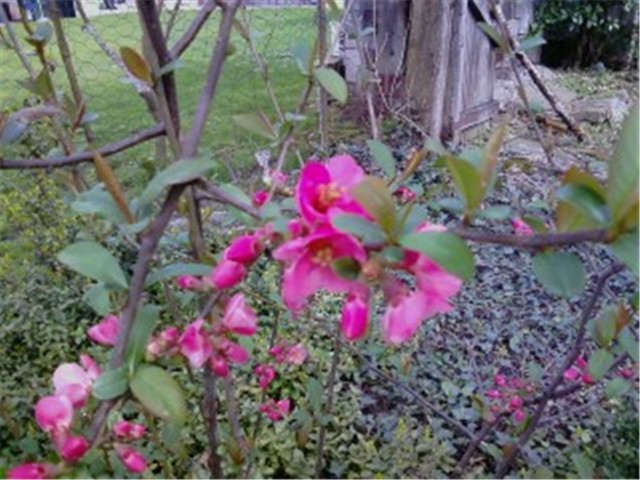 Chaenomeles japonica