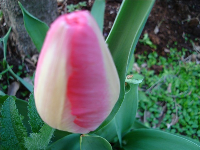 tulipani