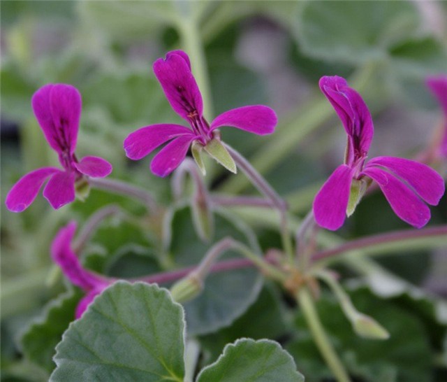 Pelargonium reniforme