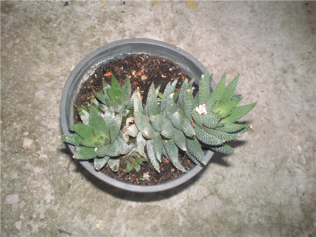 Haworthia