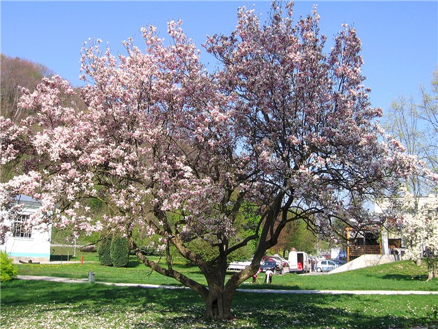 Magnolija