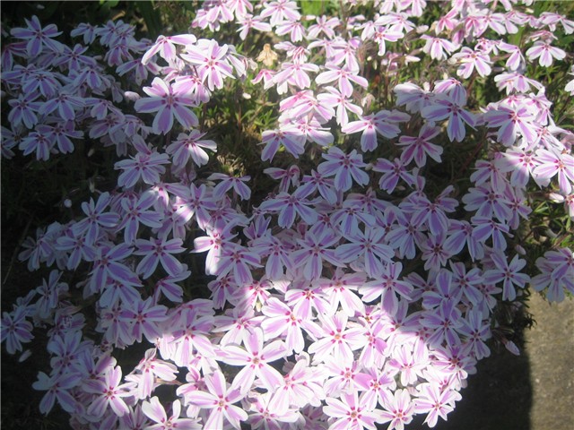 phlox