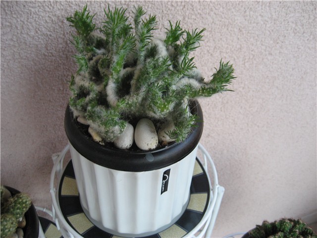 kaktus