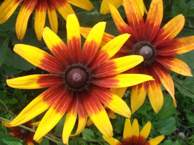 Rudbekia fulgida