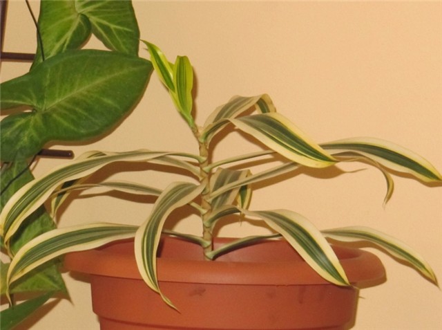 Dracena of song