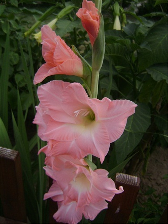 gladiole