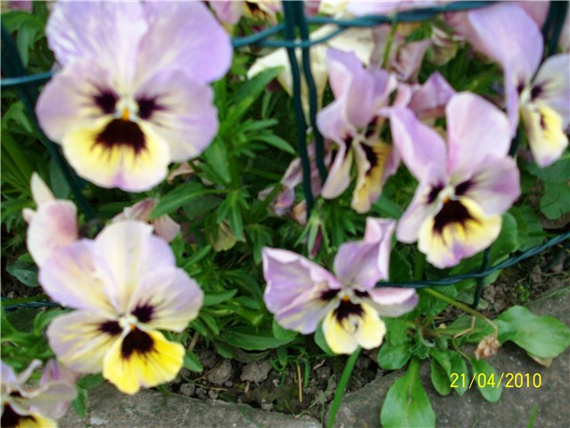 maćuhice%20-%20lat.%20Viola%20x%20wittrockiana%20%28multiflora%29