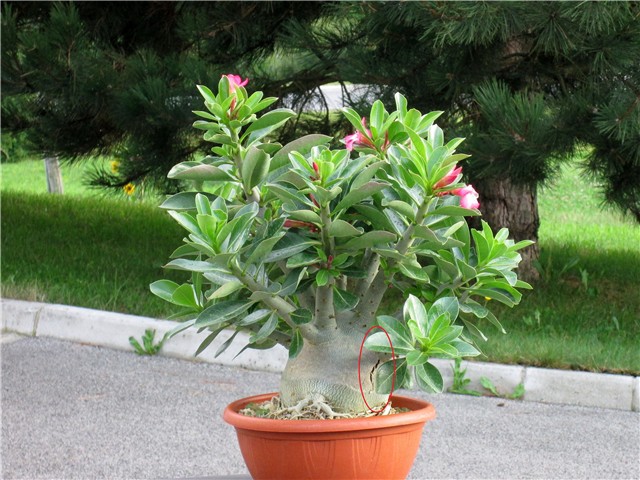 Adenium arabicum