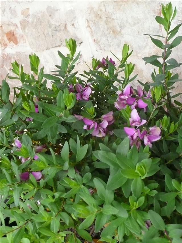 polygala