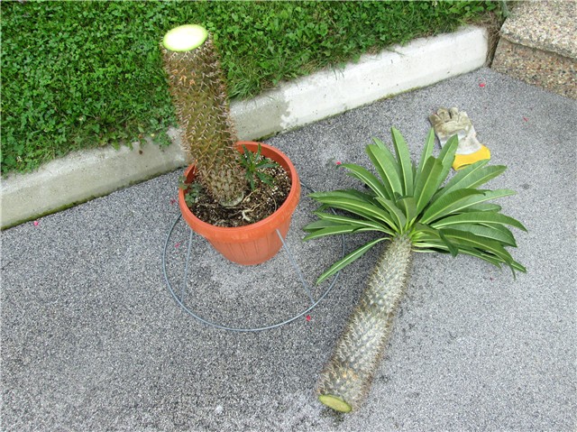 Pachypodium lamerei