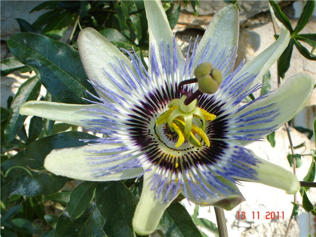 passiflora