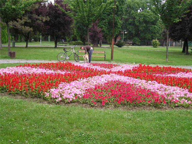 Osijek cvijece