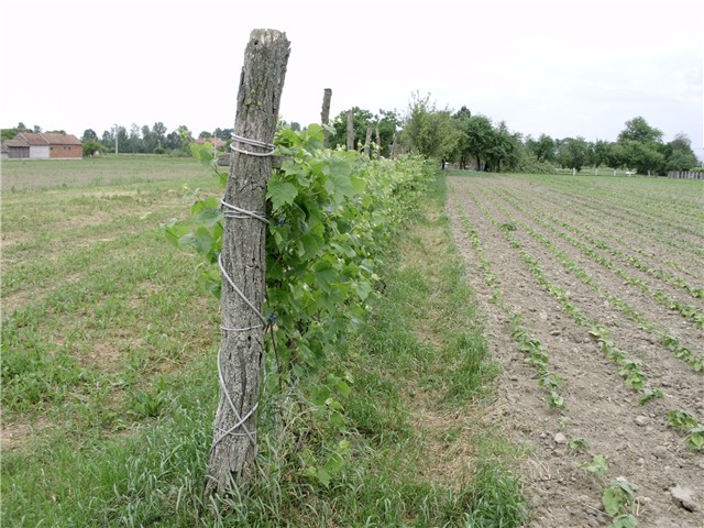 vinograd2