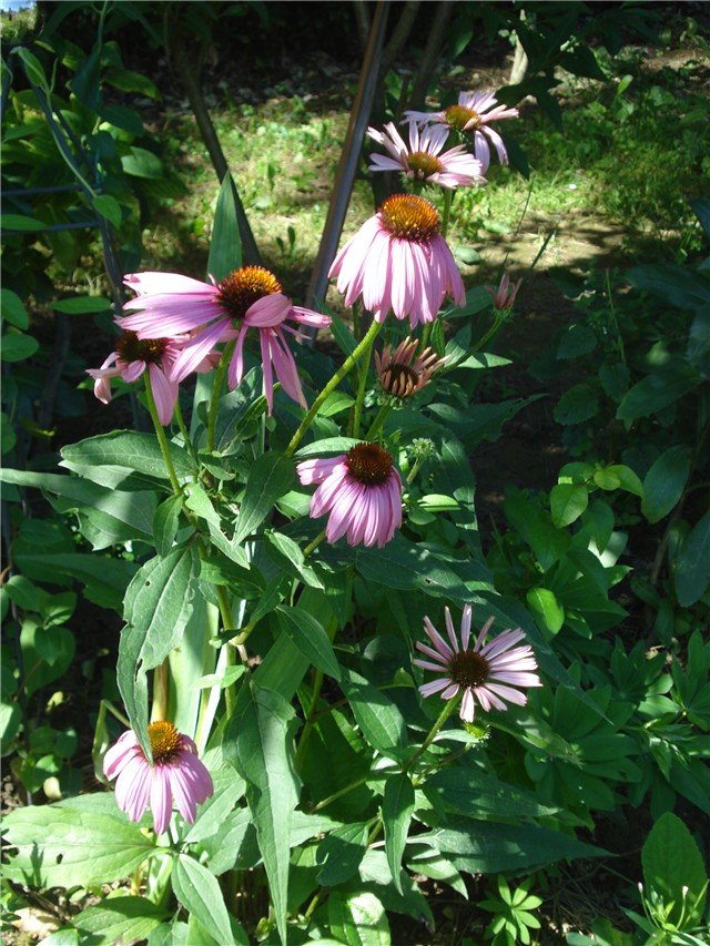 Rudbekija