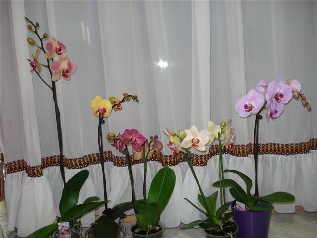orhideje phal