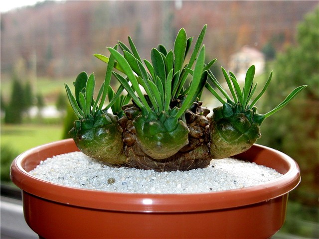 Euphorbia bupleurifolia x susannae
