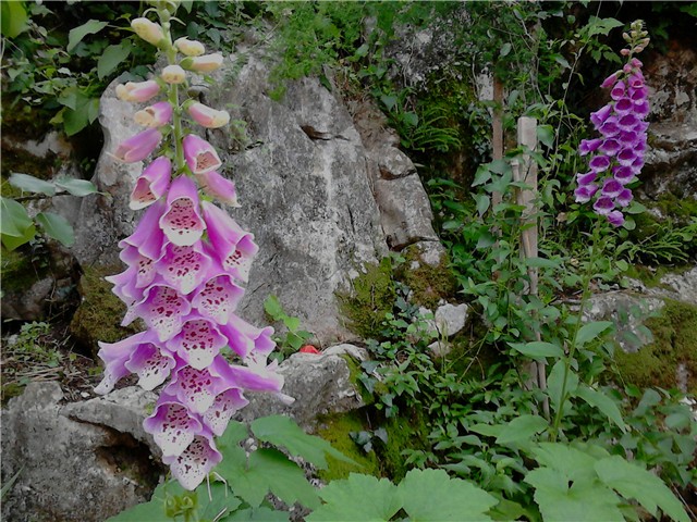 Digitalis