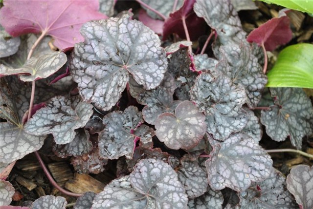 heuchera