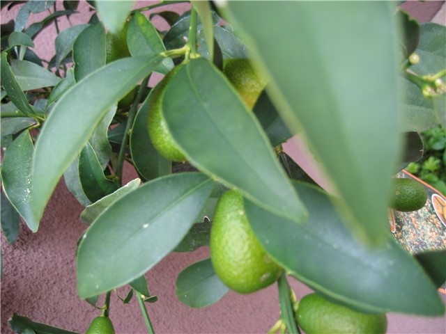 kumkvat