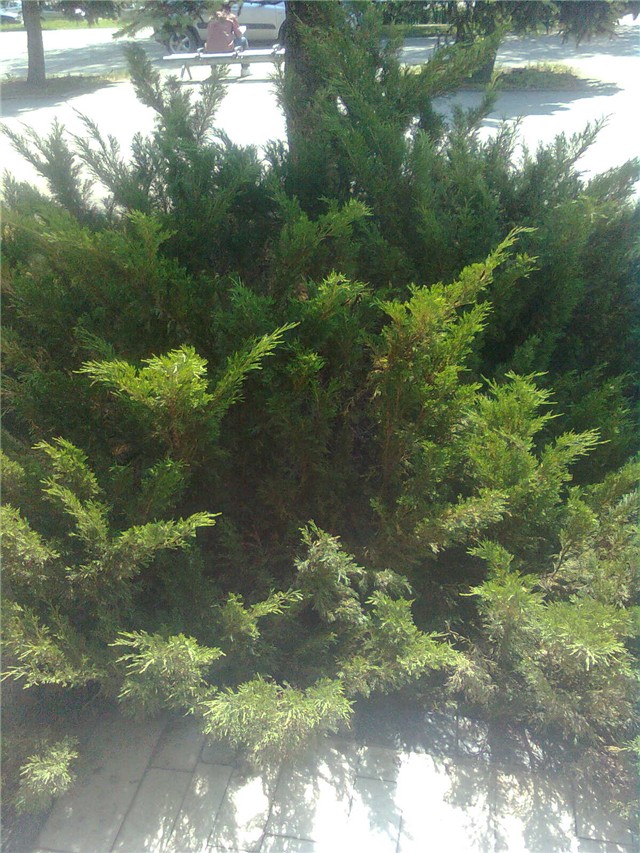 juniperus