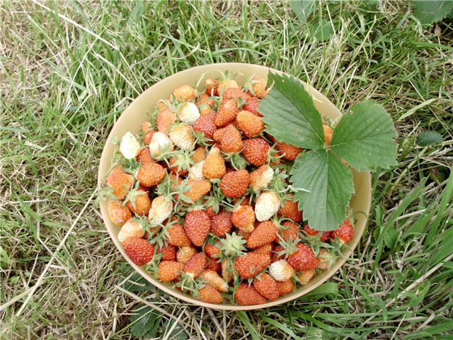 jagode1