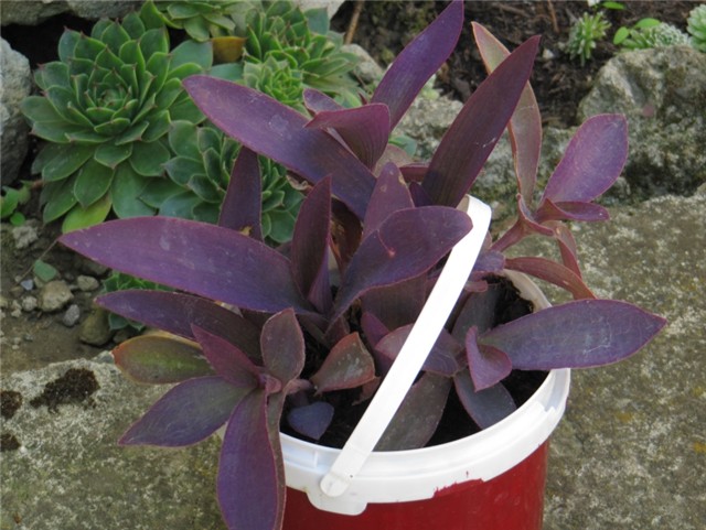 Tradescantia