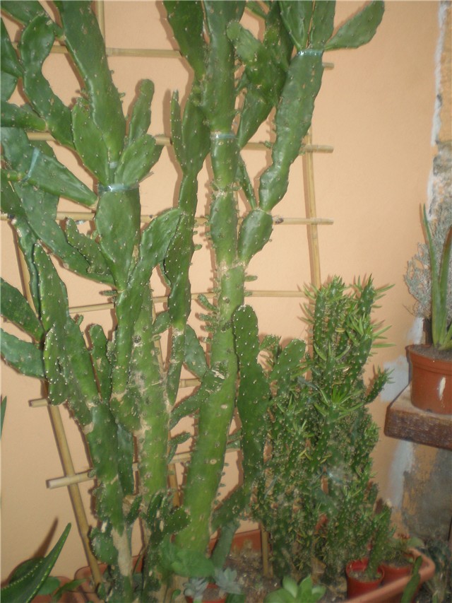 Opuntia