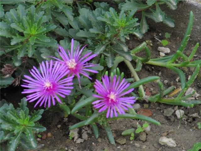 Delosperma cooperi