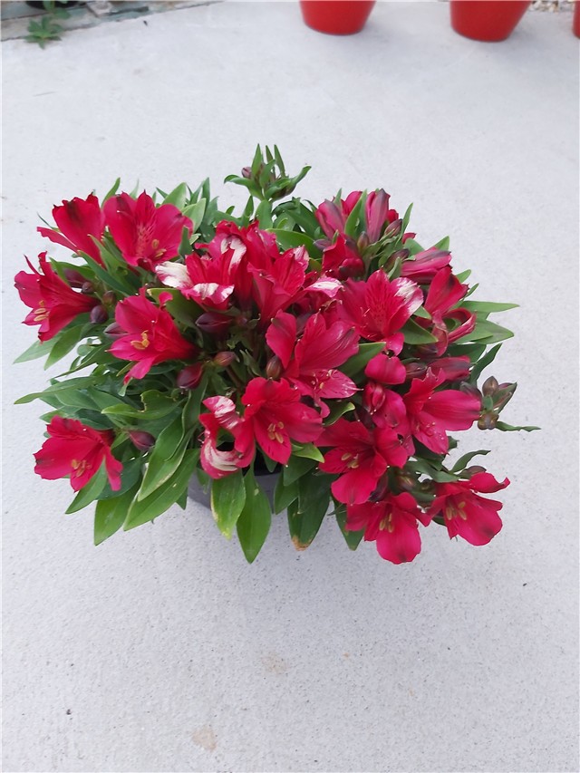 Alstroemeria