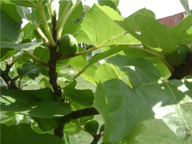 smokva