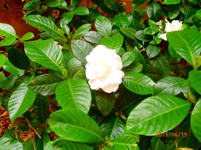 gardenija