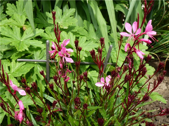 Gaura