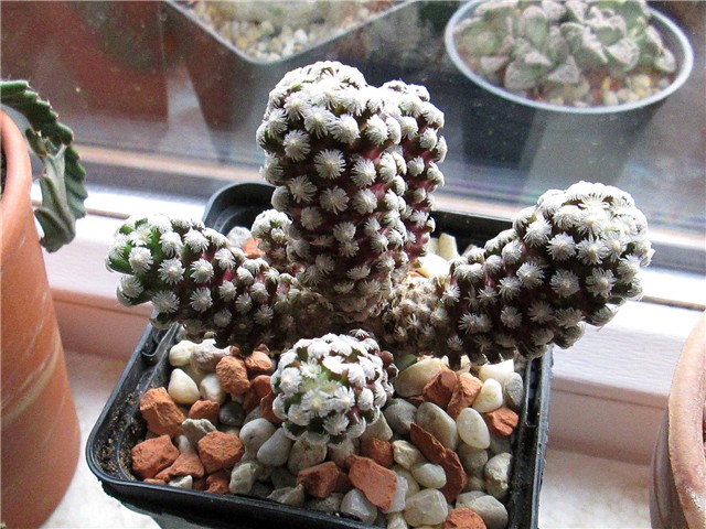 mammillaria theresae