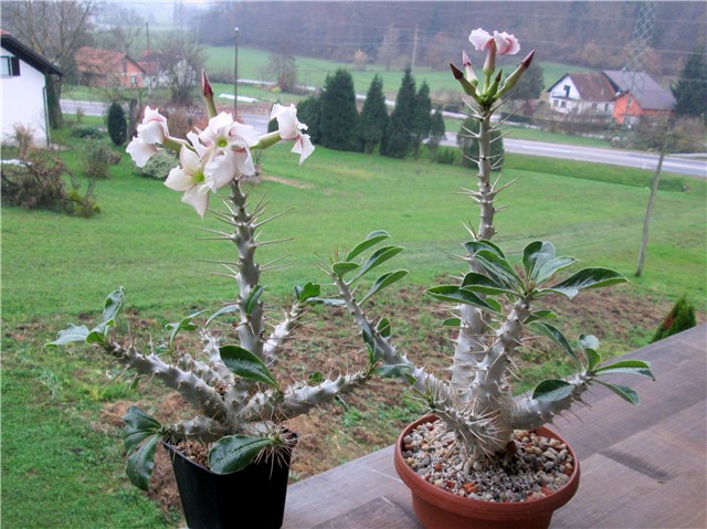 pachypodium saundersii