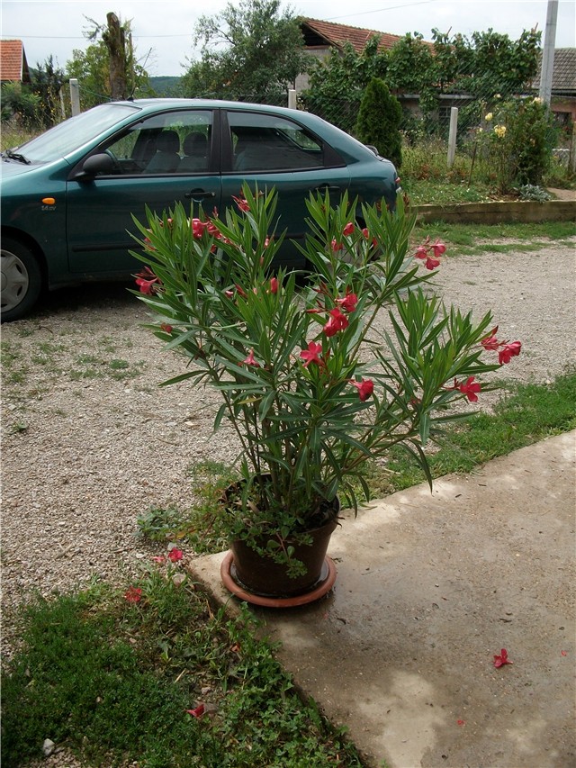 oleander