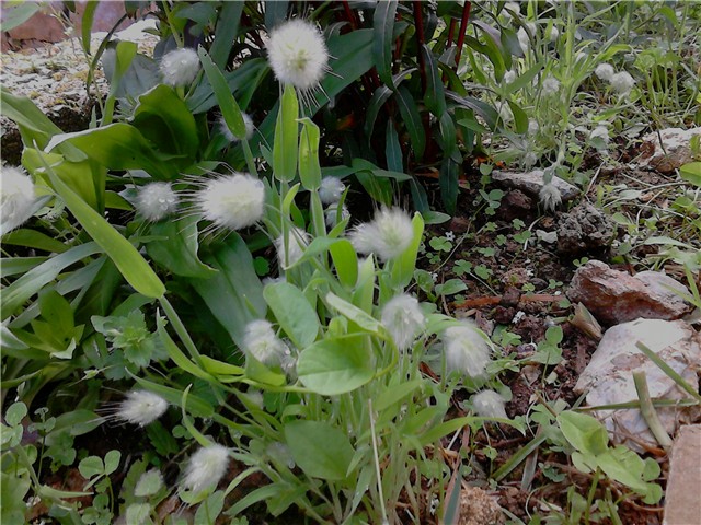 Lagurus ovatus