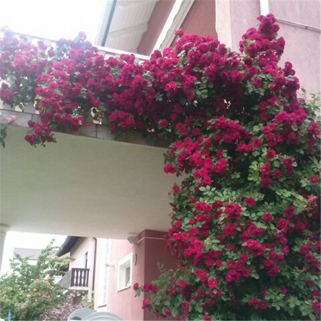 rosa flammentanz