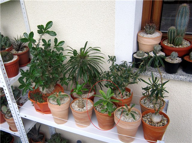 Pachypodium