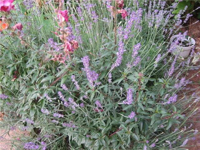 Lavanda