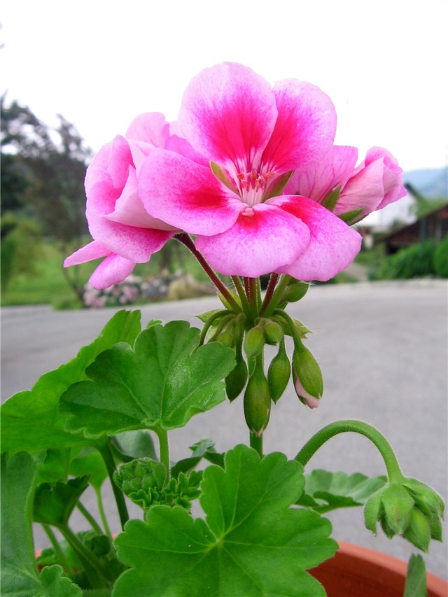 Pelargonium zonale 